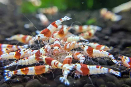 the-allure-of-red-crystal-shrimp-in-the-aquascaping-world