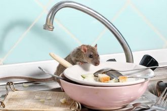 the-hidden-places-mice-love-to-nest-in-your-home