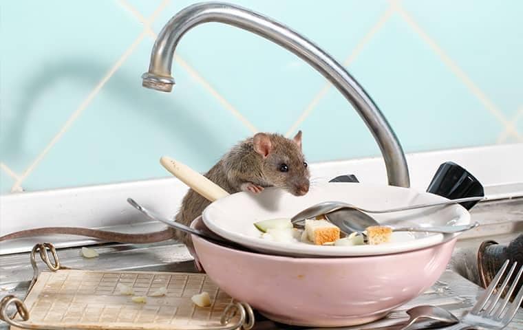 the-hidden-places-mice-love-to-nest-in-your-home