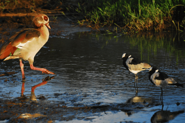 from-nairobi-to-the-mara:-where-wildlife-calls:
